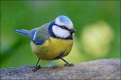 Blaumeise