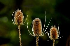 Drei verwelkte Karden Drei verwelkte Karden