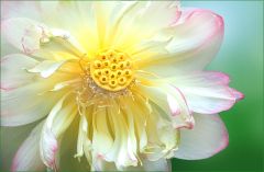 Lotosblume Lotosblume