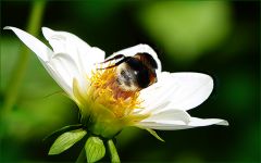 Hummel auf einer Dahlie Hummel auf einer Dahlie