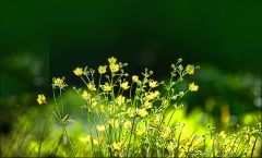 Butterblumen