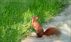 Eichhörnchen