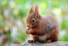 Junges Eichhörnchen