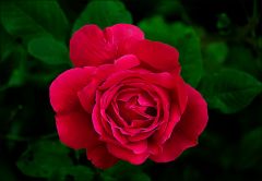 Dunkelrote Rose Dunkelrote Rose