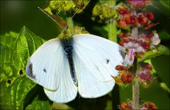 Schmetterling