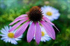 Echinacea Echinacea