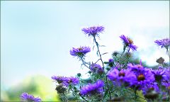 Herbstastern Herbstastern