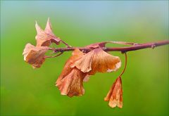 Verwelkende Gngkoblätter Verwelkende Gngkoblätter