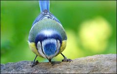 Blaumeise
