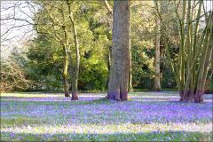 Krokusse färben die Wiese blau Krokusse färben die Wiese blau