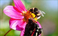 Hummel und Admiralfalter