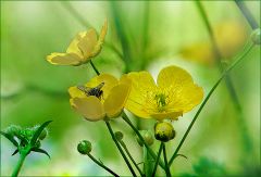 Fliege in einer Butterblume Fliege in einer Butterblume