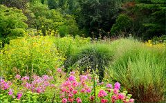 Sommerblumen Sommerblumen