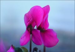 Alpenveilchen Alpenveilchen