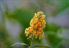 Schmetterlingsflieder im Dezember Schmetterlingsflieder im Dezember