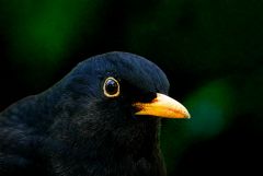 Amsel Amsel