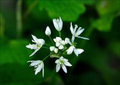 Bärlauchblüten im Wald