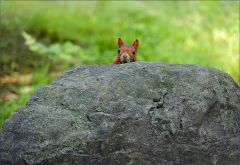 Eichhörnchen Eichhörnchen