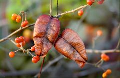 Baumsamenkapseln zwischen Beeren Baumsamenkapseln zwischen Beeren