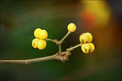Herbstbeeren Herbstbeeren