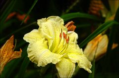 Eine Lilienart