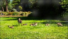 Nilgans mit ihren Küken