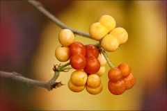 Beeren im Herbst Beeren im Herbst