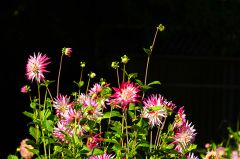 Dahlien in einem Garten