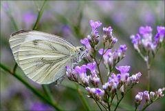 Schmetterling Schmetterling