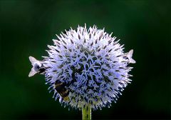 Kugeldistel Kugeldistel