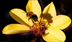 Der Schatten einer Hummel in der Dahlie