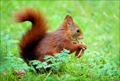 Eichhörnchen mit einer Walnuss Eichhörnchen mit einer Walnuss