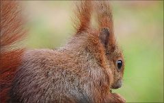 Eichhörnchen Eichhörnchen