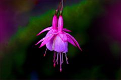 Fuchsien im Herbst Fuchsien im Herbst