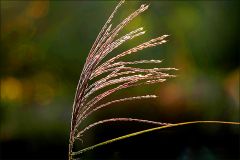 Verwelktes Gras Verwelktes Gras