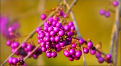 Liebesperlen - Callicarpa bodinieri