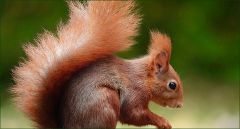 Eichhörnchen Eichhörnchen