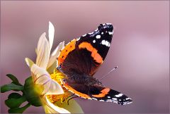 Admiralfalter Admiralfalter