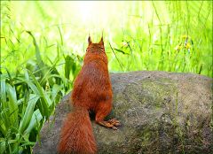 Eichhörnchen Eichhörnchen