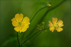 Zwei Butterblümchen Zwei Butterblümchen