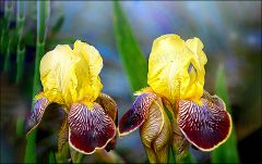 Iris