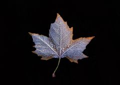 Blatt mit Raureif Blatt mit Raureif