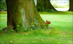 Eichhörnchen Eichhörnchen