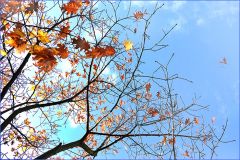 Die letzten Blätter am Baum