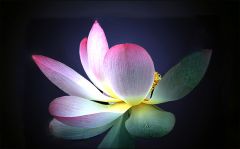 Lotosblume Lotosblume