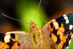 Distelfalter Distelfalter