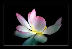Lotosblume