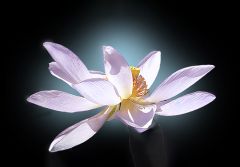 Lotosblume Lotosblume