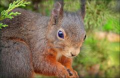 Eichhörnchen Eichhörnchen