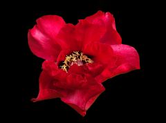 Pfingstrose Pfingstrose